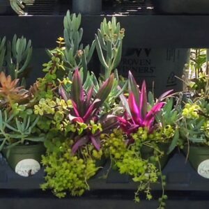 3.5" Accent Plant Annual
