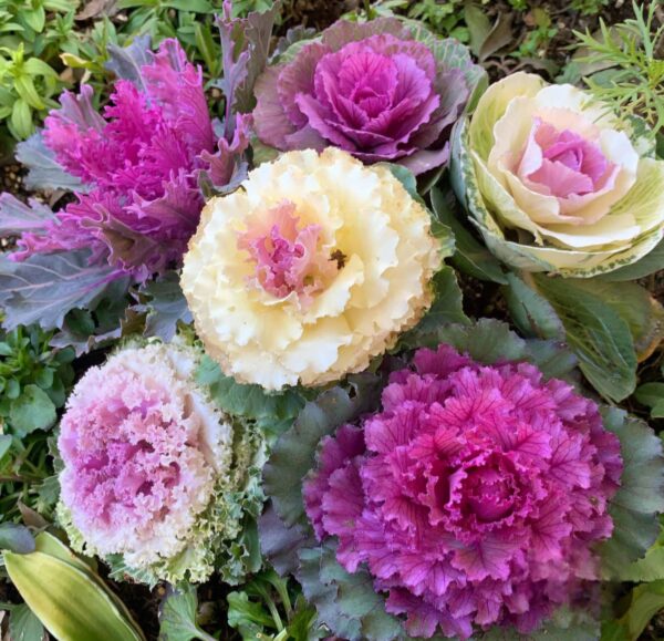 8" Fall Ornamental Cabbage