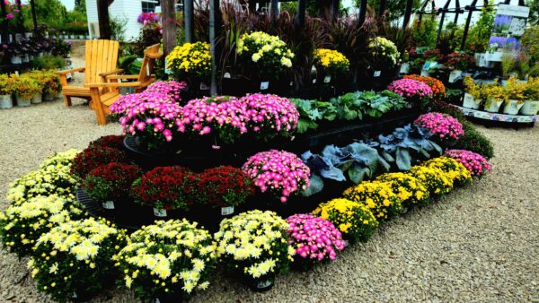 8" Premium Mum