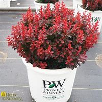 Barberry Sunjoy Mini Salsa #2 pot