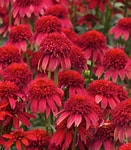 Echinacea Double Scoop Cranberry