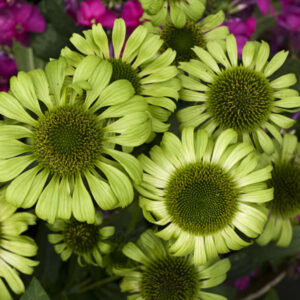 Echinacea Green Jewel