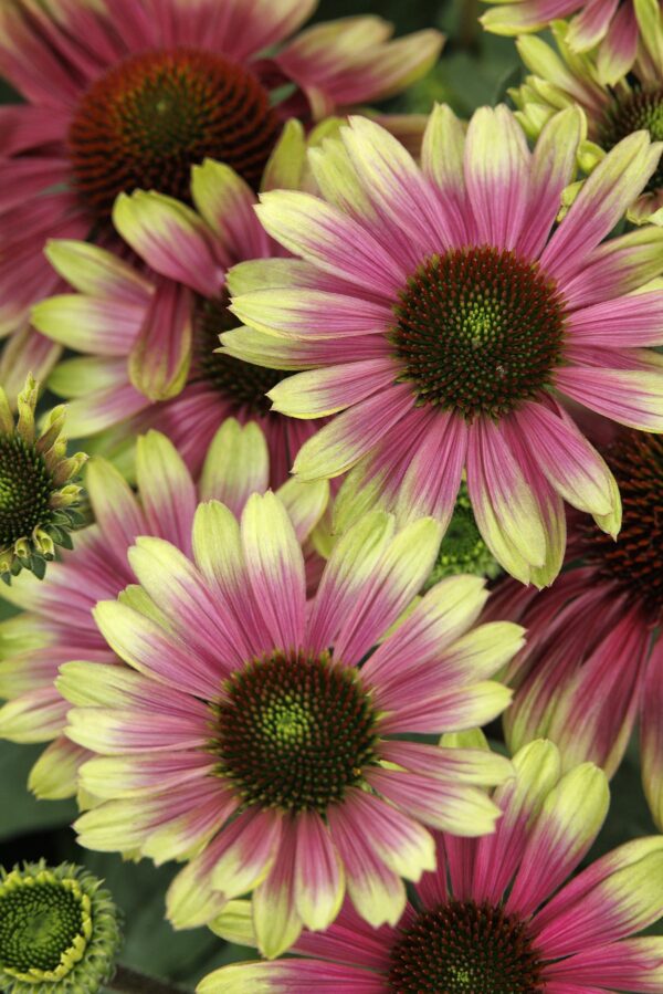 Echinacea Sweet Sandia