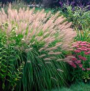 Grass Pennisetum Red Head 5 gal