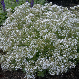 Gypsophila Festival Star
