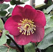 Hellebore Annas Red