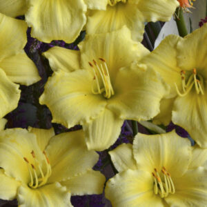 Hemerocallis Stella Supreme