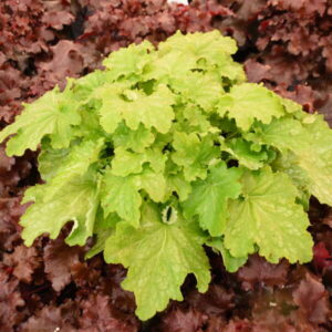Heuchera Ball Gown