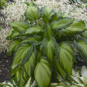 Hosta Aureomarginata ANGEL FALLS
