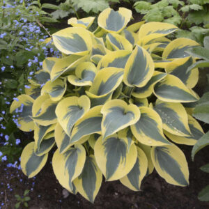 Hosta Autumn Frost