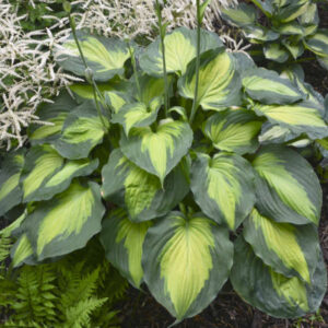 Hosta Beyond Glory