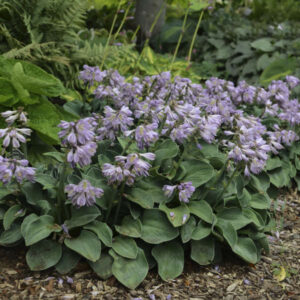 Hosta Blue Mouse Ears
