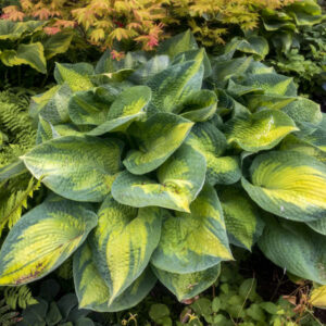 Hosta Brother Stefan