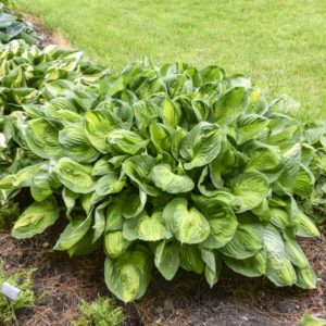 Hosta Captain Kirk