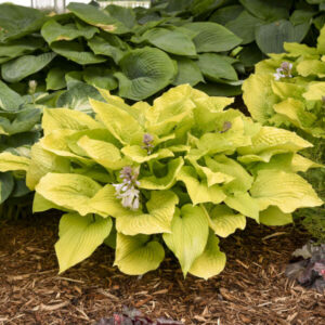Hosta Coast to Coast