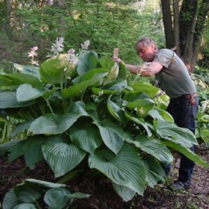Hosta Empress Wu