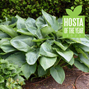 Hosta Empress Wu 3 gallon