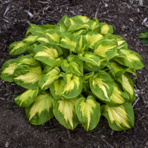 Hosta Etched Glass