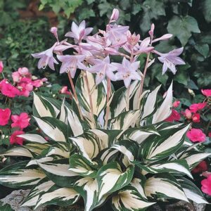 Hosta Fire and Ice