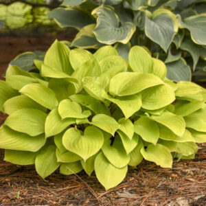 Hosta Fire Island