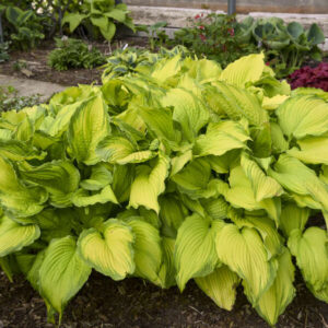 Hosta First Dance
