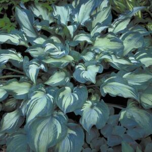 Hosta Guardian Angel