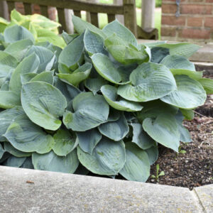 Hosta Hadspen Blue