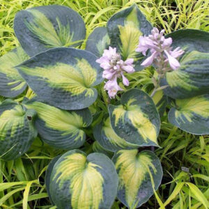 Hosta Heat Wave