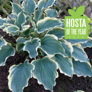 Hosta Hope Springs Eternal