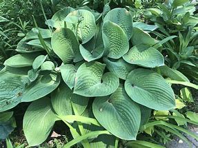 Hosta Humpback Whale