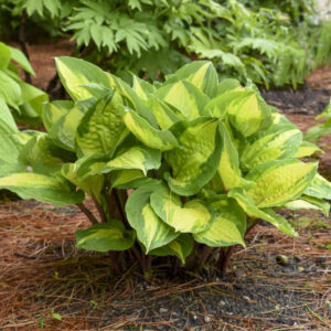 Hosta Island Breeze