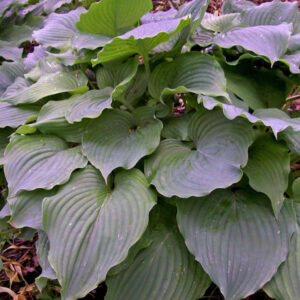 Hosta Komodo Dragon 3 gallon