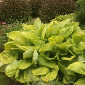 Hosta Sum and Substance 3 gallon