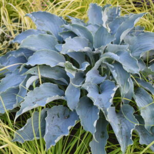 Hosta Tears in Heaven