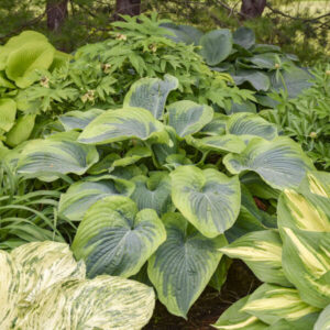 Hosta Terms of Endearment