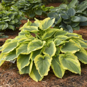 Hosta Trendsetter