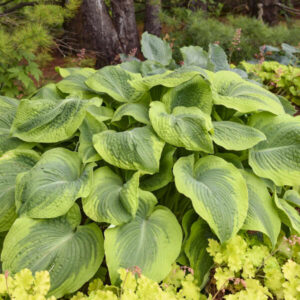 Hosta Twin Cities