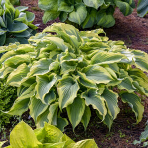Hosta Voices of the Wind