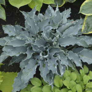 Hosta Waterslide