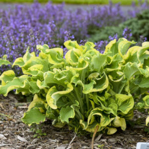 Hosta Wheee!