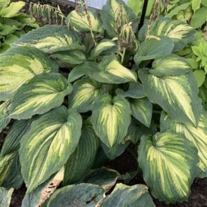 Hosta When I Dream