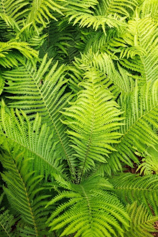 King Fern #2 pot