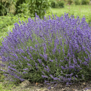 Lavender Imperial Gem