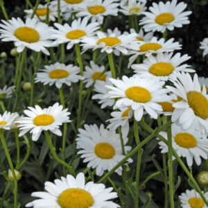 Leucanthemum Becky