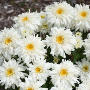 Leucanthemum Marshmallow