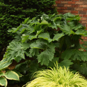 Ligularia Big Green Tractor