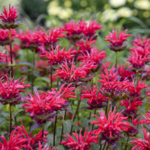 Monarda Red Velvet