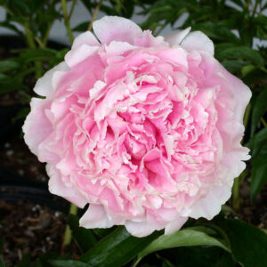 Peony Sarah Bernhardt