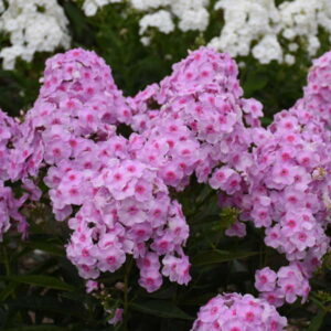 Phlox Opalescence