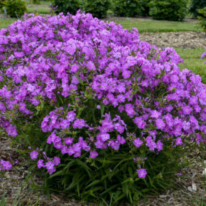 Phlox Opening Act Romance